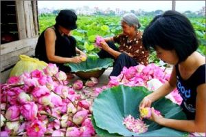 The au lotus vietnam